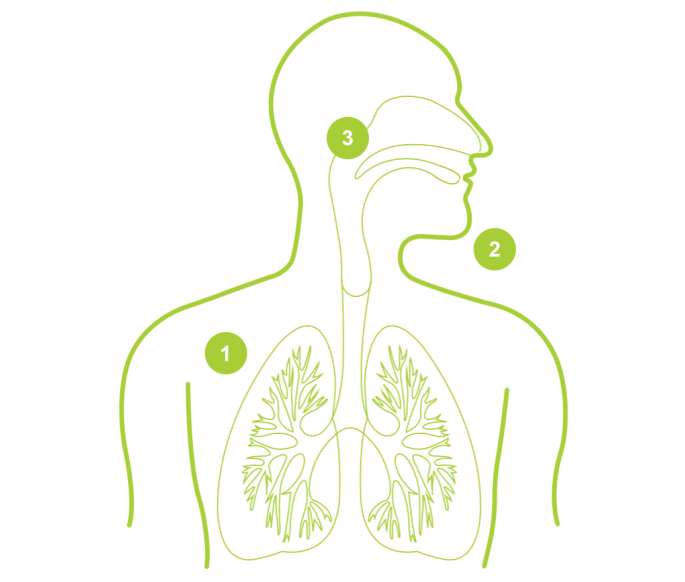 air passages of the lungs air passages of the lungs