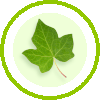 ivyleaf